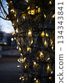 纏繞在樹幹上的照明燈 纏繞在樹幹上的照明燈 134343841