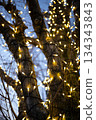 纏繞在樹幹上的照明燈 纏繞在樹幹上的照明燈 134343843
