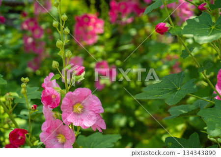 拍攝了作為一種蜀葵的植物的粉紅色的花的照片 134343890