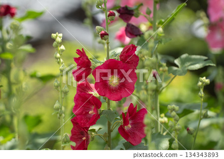 紅色tattooi花 134343893