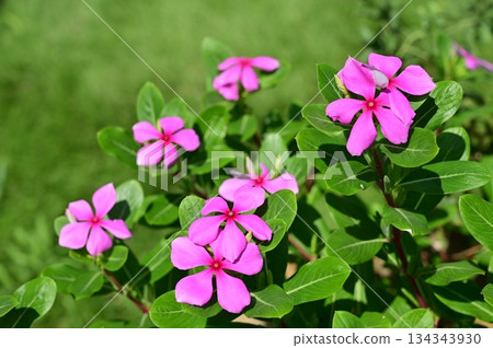 Madagascar periwinkle (Apocynaceae) annual plant Madagascar periwinkle (Apocynaceae) annual plant 134343930