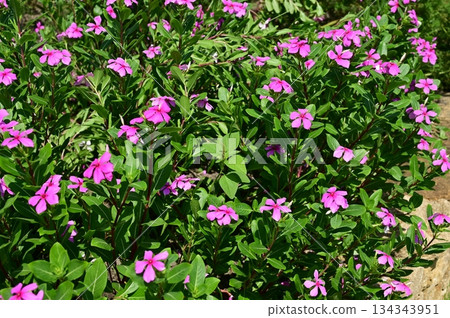 馬達加斯加長春花（夾竹桃科）一年生植物 134343951