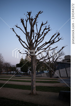 冬日樹木的剪影映襯著傍晚的天空 134344172