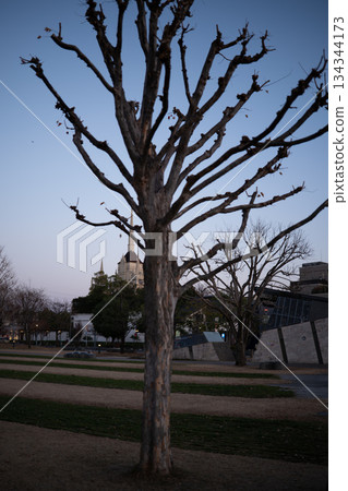 冬日樹木的剪影映襯著傍晚的天空 134344173