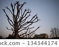冬日樹木的剪影映襯著傍晚的天空 冬日樹木的剪影映襯著傍晚的天空 134344174