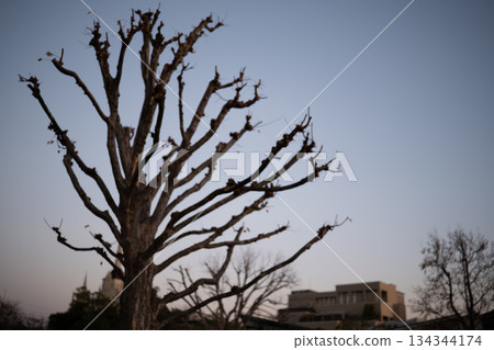 冬日樹木的剪影映襯著傍晚的天空 134344174