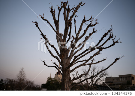 冬日樹木的剪影映襯著傍晚的天空 134344176