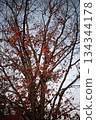 紅色的落葉和樹枝散佈在傍晚的天空。 紅色的落葉和樹枝散佈在傍晚的天空。 134344178
