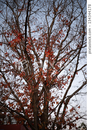 紅色的落葉和樹枝散佈在傍晚的天空。 134344178