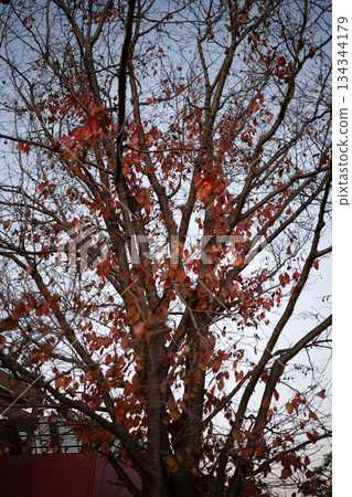 Red fallen leaves and tree branches spread across the winter sky - overall view (late autumn, nature, Japanese landscape) 134344179