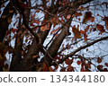 紅色的落葉和樹枝散佈在傍晚的天空。 紅色的落葉和樹枝散佈在傍晚的天空。 134344180