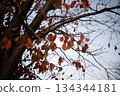 紅色的落葉和樹枝散佈在傍晚的天空。 紅色的落葉和樹枝散佈在傍晚的天空。 134344181