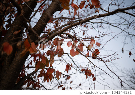 Red fallen leaves and tree branches spread across the winter sky (late autumn, nature, Japanese landscape) Red fallen leaves and tree branches spread across the winter sky (late autumn, nature, Japanese landscape) 134344181