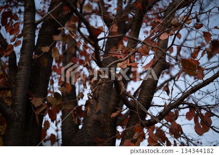 紅色的落葉和樹枝散佈在傍晚的天空。 134344182