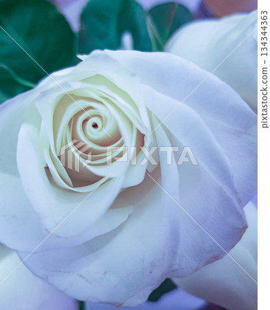 White rose close up soft petals romantic bouquet vertical White rose close up soft petals romantic bouquet vertical 134344363