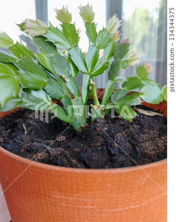 Schlumbergera Christmas cactus in pot buds houseplant close up vertical 134344375