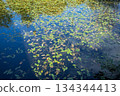 Floating leaves and sky reflection on pond surface horizontal 134344413