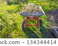 Wheelbarrow with garden waste on green lawn front view horizontal 134344414
