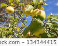 Apples on a branch under blue sky summer orchard organic harvest 134344415