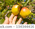 Apple picking hand reaches for ripe apples on tree horizontal close up 134344416