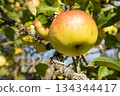 Ripe apple on tree branch close up in sunny garden 134344417