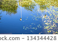 Reflection of trees and birdhouse on calm pond surface with floating leaves 134344428
