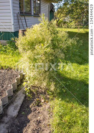 Garden shrub with fluffy seed heads by house sunny day vertical view 134344429