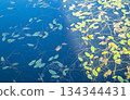 Floating leaves and sky reflection on pond surface horizontal 134344431