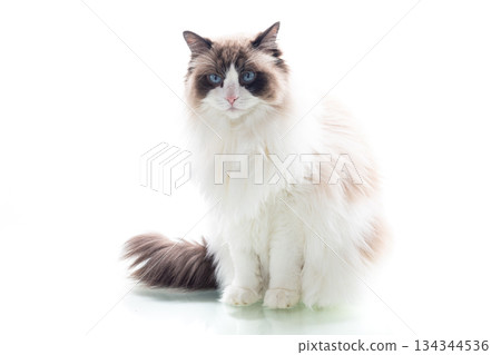 Cute domestic Ragdoll cat on white background Cute domestic Ragdoll cat on white background 134344536