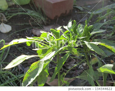 Chili peppers with fruit facing upwards are hawk claws. Chili peppers with fruit facing upwards are hawk claws. 134344622