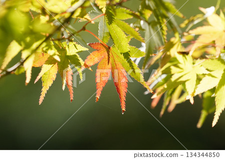 Reddish colored autumn leaves Reddish colored autumn leaves 134344850