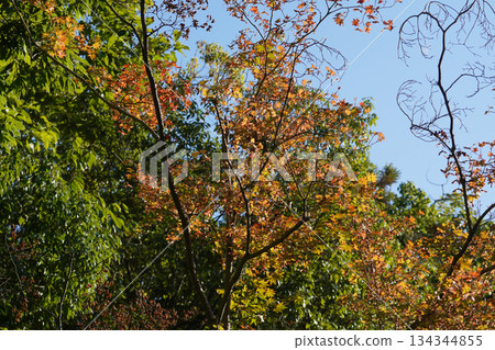 京都大原的紅楓葉 134344855