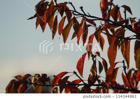 櫻桃葉子是紅色和秋天 134344861