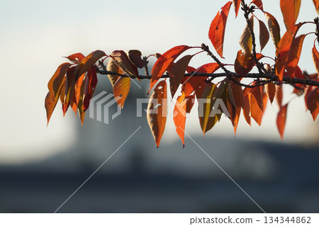 櫻桃葉子是紅色和秋天 134344862