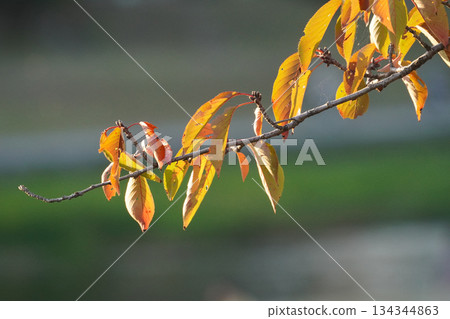 櫻花的秋葉 櫻花的秋葉 134344863