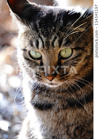 棕色的貓 134345197