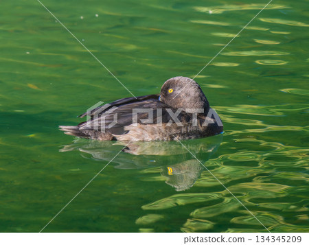 在池塘里游泳的簇絨鴨 134345209