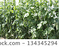 Photograph of peas growing in a field 134345294