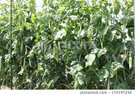 Photograph of peas growing in a field Photograph of peas growing in a field 134345294