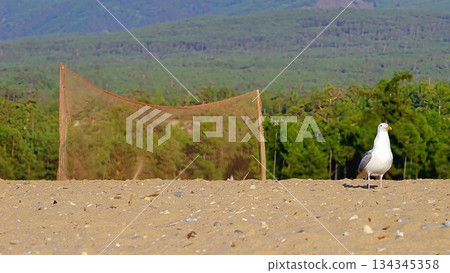 Birds of Olkhon Island. 134345358