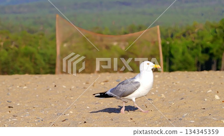 Wild, white, gray seagulls on the sandy shore of Olkhon Island, against the backdrop of green, coniferous trees.Birds of Olkhon Island. 134345359