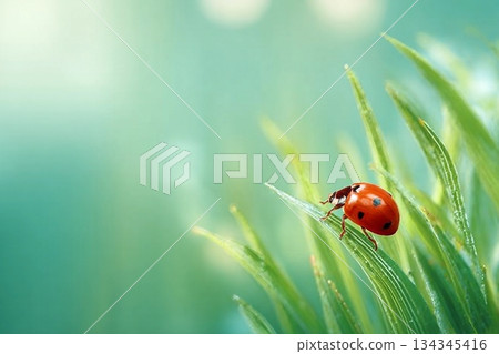 Spring background with fresh green grass on green background. The Ladybug on sky bright background. Summer concept. 134345416