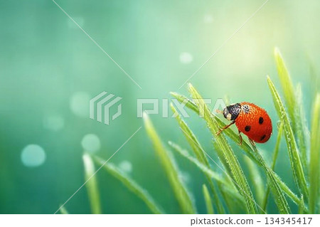 Spring background with fresh green grass on green background. The Ladybug on sky bright background. Summer concept. Spring background with fresh green grass on green background. The Ladybug on sky bright background. Summer concept. 134345417