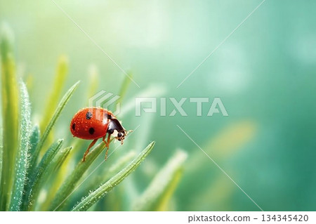 Spring background with fresh green grass on green background. The Ladybug on sky bright background. Summer concept. 134345420