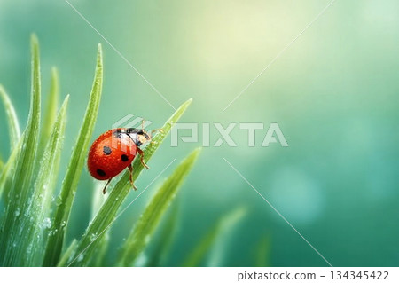 Spring background with fresh green grass on green background. The Ladybug on sky bright background. Summer concept. 134345422