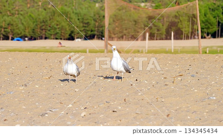 Wild, white, gray seagulls on the sandy shore of Olkhon Island, against the backdrop of green, coniferous trees. 134345434