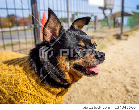 狗在跑狗場玩耍 狗在跑狗場玩耍 134345566