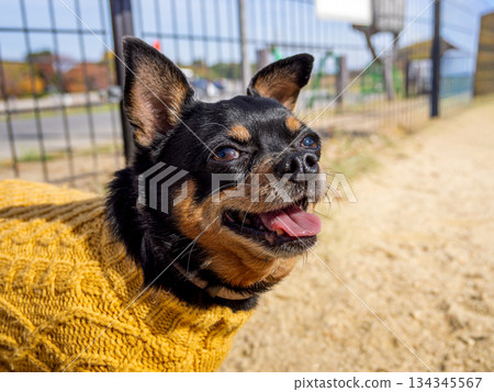 狗在跑狗場玩耍 狗在跑狗場玩耍 134345567