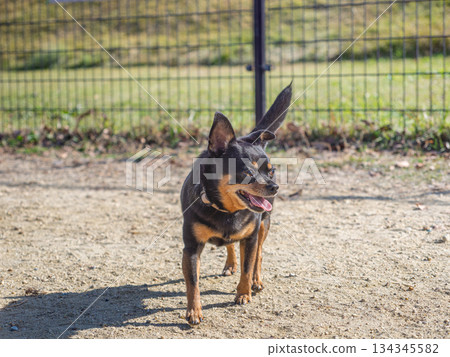 狗在跑狗場玩耍 狗在跑狗場玩耍 134345582