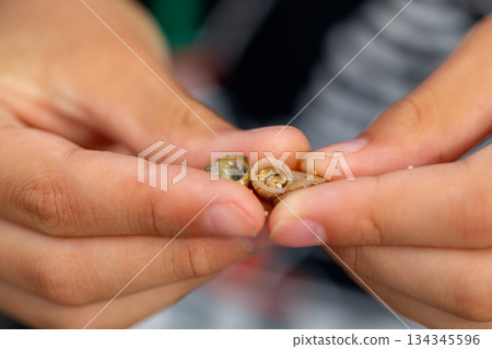 Hermit crabs living in small seashells Hermit crabs living in small seashells 134345596